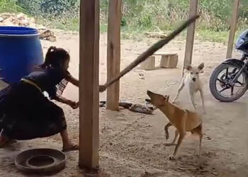 UBA investiga caso de crueldad animal difundido por video en redes sociales
