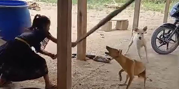 UBA investiga caso de crueldad animal difundido por video en redes sociales