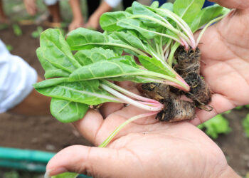 Una hortaliza que se cultiva mucho en el país es la acelga