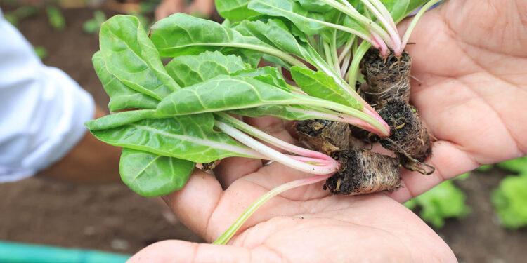 Una hortaliza que se cultiva mucho en el país es la acelga