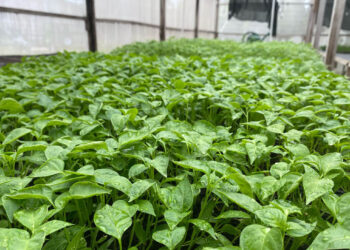 En Petén trabajamos en la producción de pilones de hortalizas