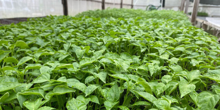 En Petén trabajamos en la producción de pilones de hortalizas