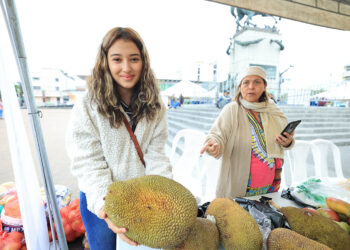 Yaca, un cultivo que crece en el país