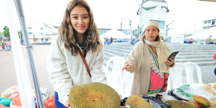 Yaca, un cultivo que crece en el país