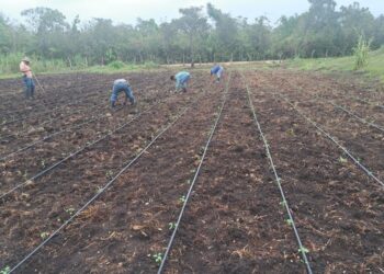 Productores de Santa Ana se benefician con sistema de micro riego