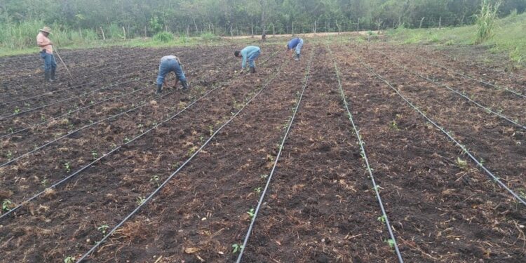 Productores de Santa Ana se benefician con sistema de micro riego