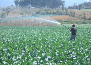 ¿Qué debe hacer el sector agrícola ante las altas temperaturas?