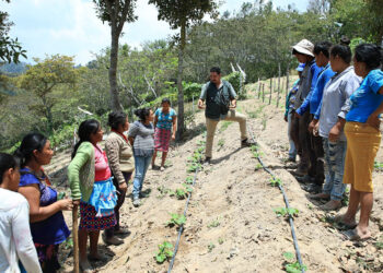 AGROVIDA fortalece agricultura familiar en Suquinay con enfoque integral