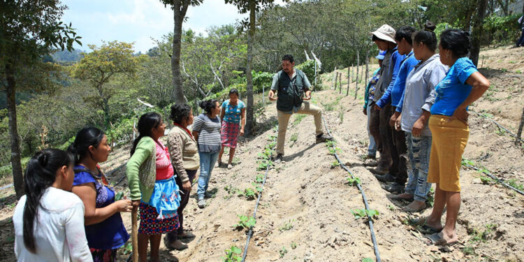 AGROVIDA fortalece agricultura familiar en Suquinay con enfoque integral