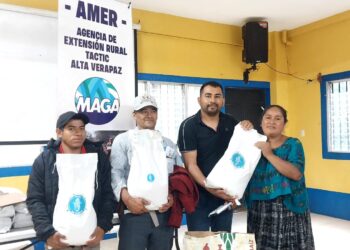 Acciones fortalecen el cultivo de maíz en Alta Verapaz