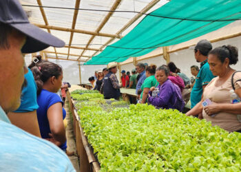 Agricultores de Masagua fortalecen conocimientos en agricultura familiar