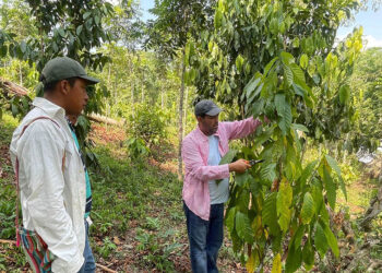 Agricultores de San Luis fortalecen conocimientos en manejo de cacao y cítricos