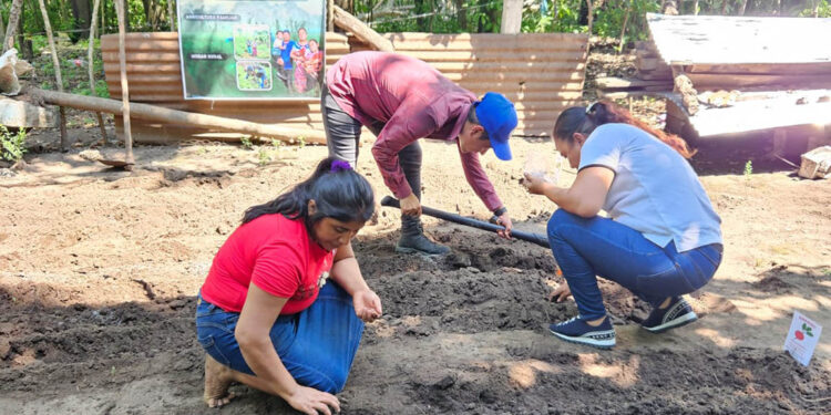 Cultivando desde casa, siembran esperanza y salud