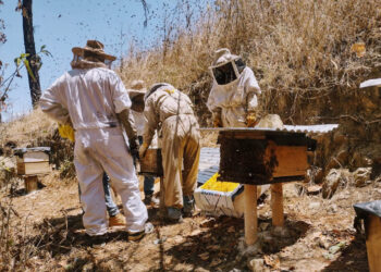 Apicultores de San Bartolomé Jocotenango producen de forma sostenible