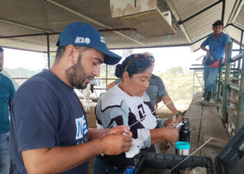 Asistencia técnica en inseminación bovina fortalece ganadería en Melchor de Mencos