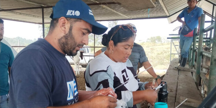 Asistencia técnica en inseminación bovina fortalece ganadería en Melchor de Mencos