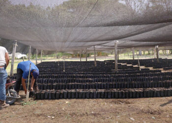 Avanza producción de 20 mil plantas de cacao en El Subín, Las Cruces