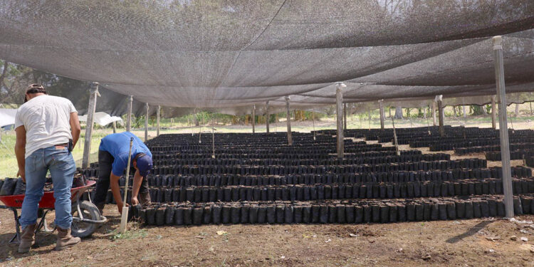 Avanza producción de 20 mil plantas de cacao en El Subín, Las Cruces