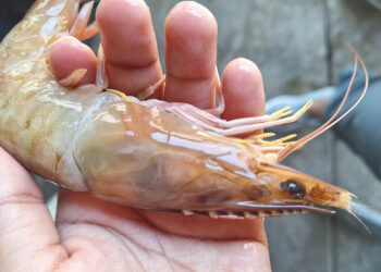 Camarón guatemalteco es elegible para ingresar a los Estados Unidos de América