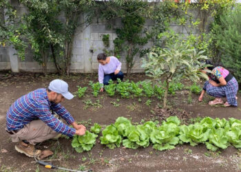 Súmate al proyecto “Jóvenes Apoyando al Extensionismo Rural: Campesino a Campesino”