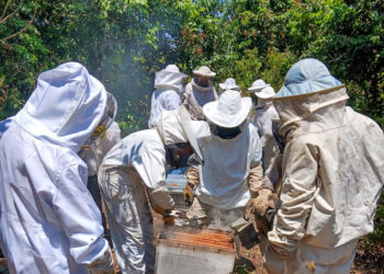 Capacitan a apicultores de Sayaxché en uso de trampas para propóleo