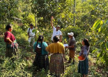 Capacitan a productores en poda y fertilización de cacao