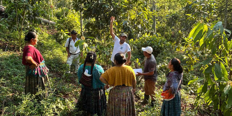 Capacitan a productores en poda y fertilización de cacao