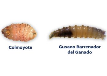 Conozca las diferencias entre el gusano colmoyote y el Gusano Barrenador del Ganado (GBG)