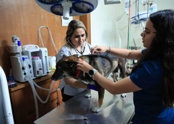Conozca los lugares disponibles para atención de mascotas afectadas por Gusano Barrenador del Ganado