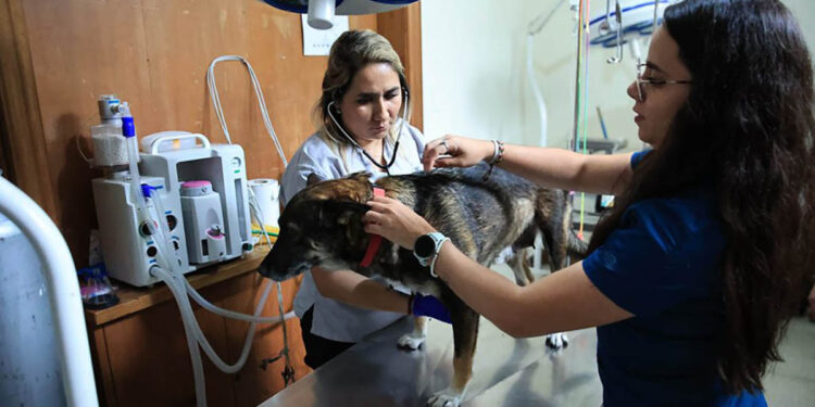 Conozca los lugares disponibles para atención de mascotas afectadas por Gusano Barrenador del Ganado