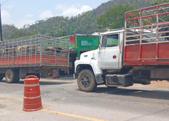 Continúan acciones de prevención y erradicación del Gusano Barrenador del Ganado