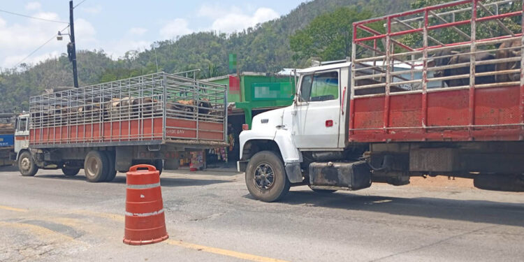 Continúan acciones de prevención y erradicación del Gusano Barrenador del Ganado