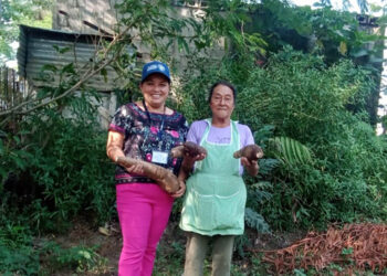 Cultivos de yuca contribuyen con la seguridad alimentaria en Villa Canales