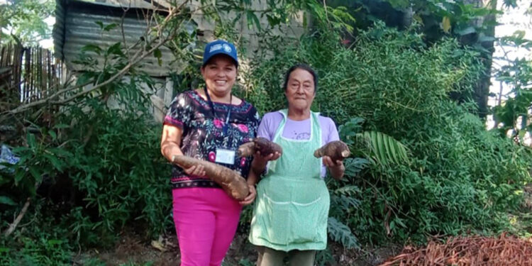 Cultivos de yuca contribuyen con la seguridad alimentaria en Villa Canales