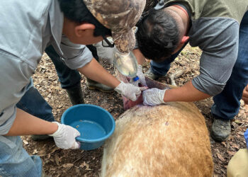 Curadas las heridas de más de 30 mil animales en prevención del Gusano Barrenador del Ganado