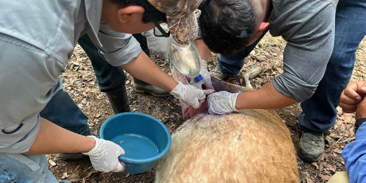 Curadas las heridas de más de 30 mil animales en prevención del Gusano Barrenador del Ganado