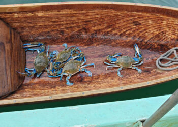 Declaran veda de jaibas en el litoral del Caribe