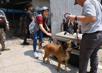 Decomisan perro en zona 18 por incumplimiento a la Ley de Bienestar Animal
