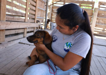 Día Mundial del perro sin raza, una fecha para celebrar la diversidad canina