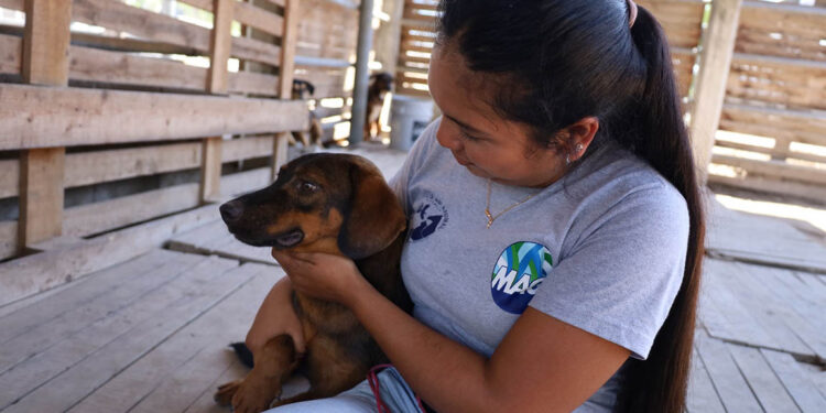 Día Mundial del perro sin raza, una fecha para celebrar la diversidad canina