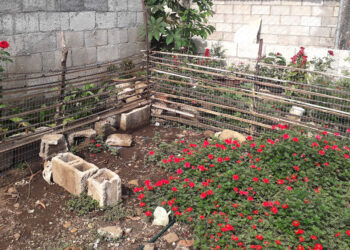 El uso del bambú en la agricultura, contribuye con la sostenibilidad ambiental