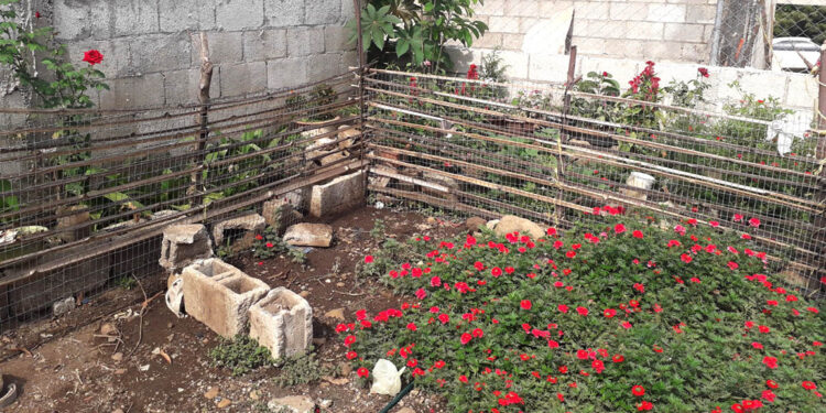 El uso del bambú en la agricultura, contribuye con la sostenibilidad ambiental