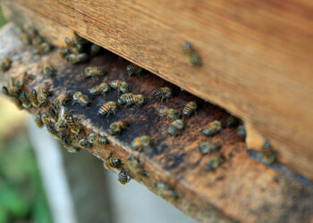 En el Día Mundial de las Abejas conozca las acciones para su resguardo y la sanidad apícola