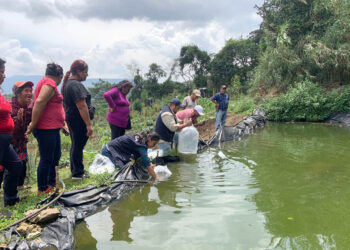 Entrega alevines de tilapia fortalece la producción del huerto comunitario en Fraijanes