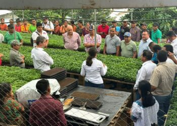 Extensionismo fortalece capacidades de los agricultores en Alta Verapaz