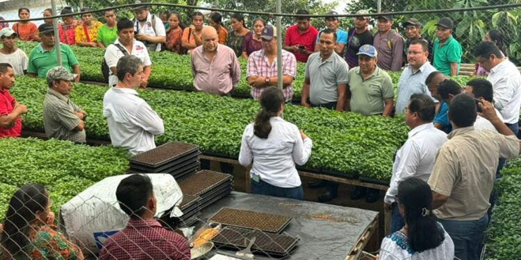 Extensionismo fortalece capacidades de los agricultores en Alta Verapaz