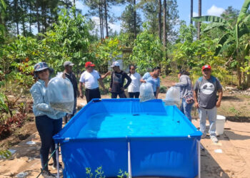 Familias de Poptún fortalecen su seguridad alimentaria con tilapia