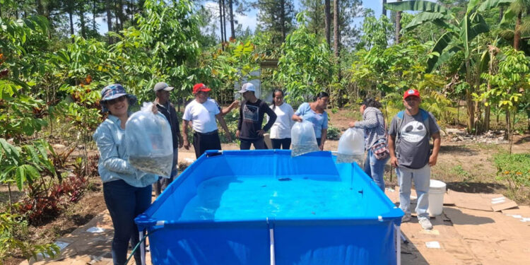 Familias de Poptún fortalecen su seguridad alimentaria con tilapia