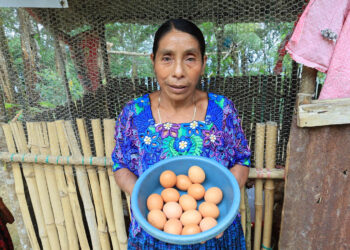 Gallinas ponedoras brindan sustento y bienestar económico en Alta Verapaz