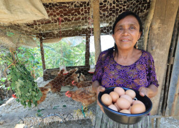 Gallinas que transforman vidas en Alta Verapaz